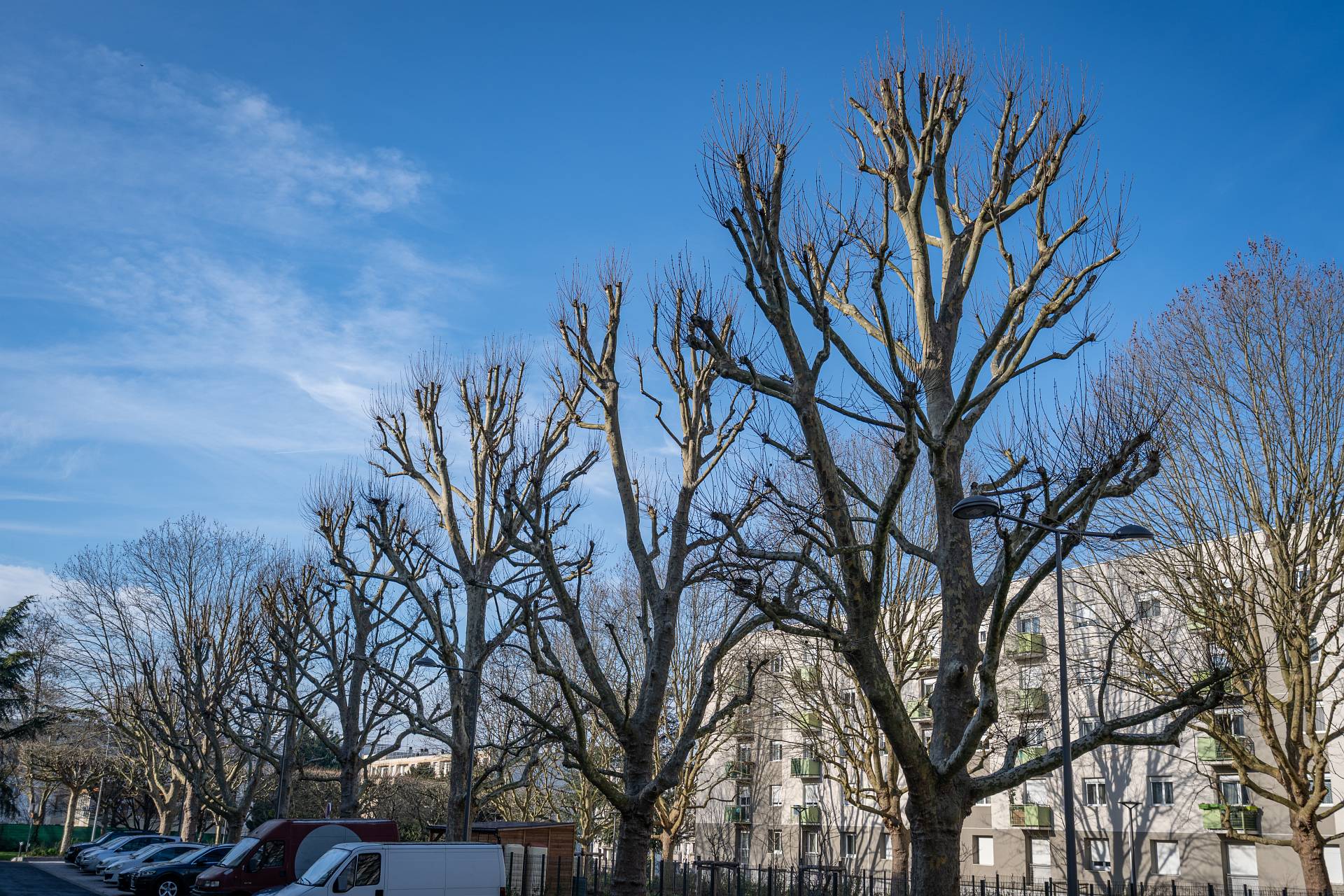 Soins aux arbres